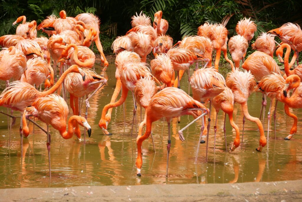 A flock of swarming red and pink flamingos in singapore zoo
