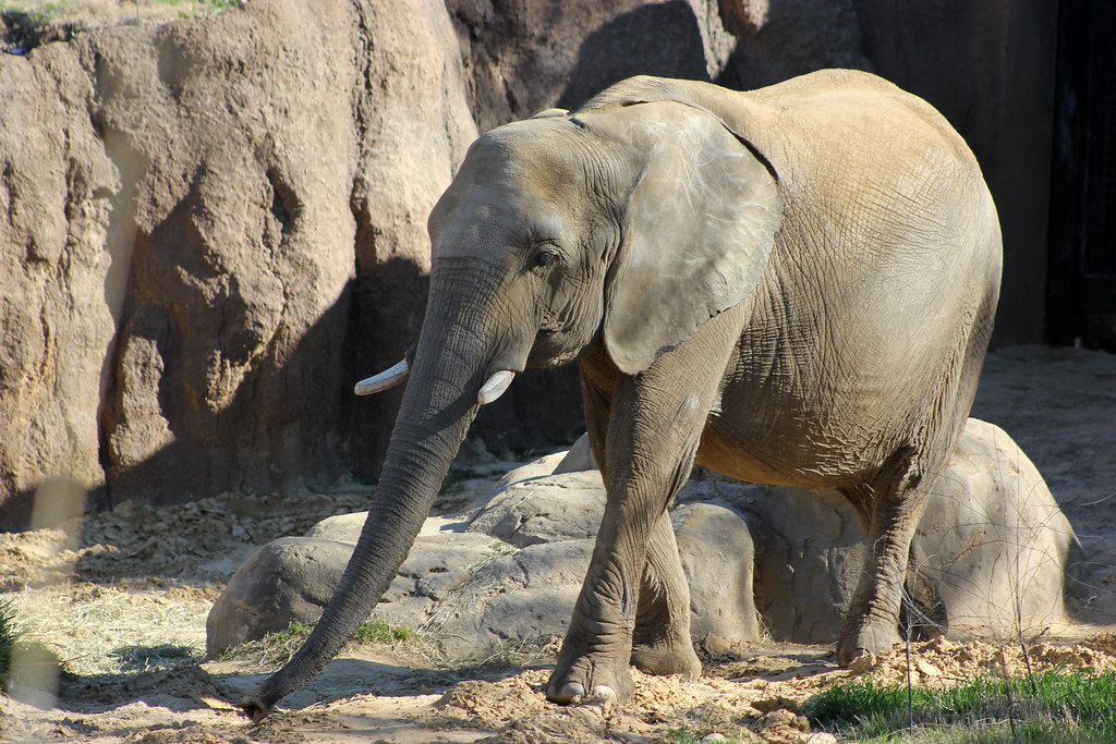 African Elephant (Loxodonta africana), Dallas Zoo