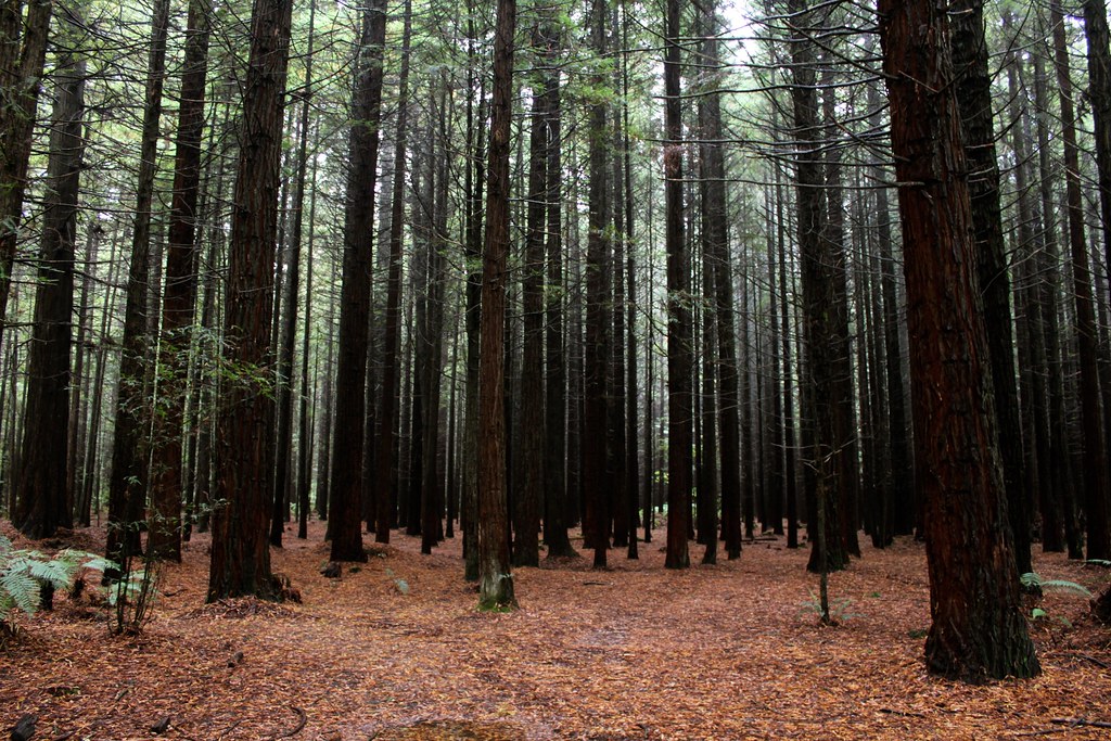 New Zealand: Redwoods Whakarewarewa Forest in Rotorua