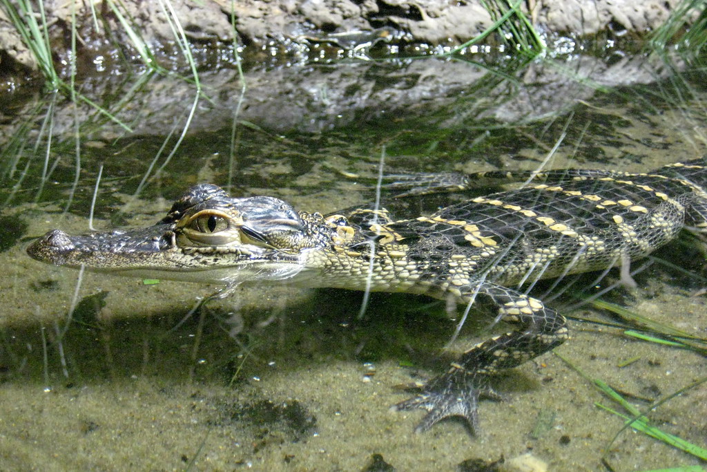NYC - Bronx - Bronx Zoo: World of Reptiles - American Alligator